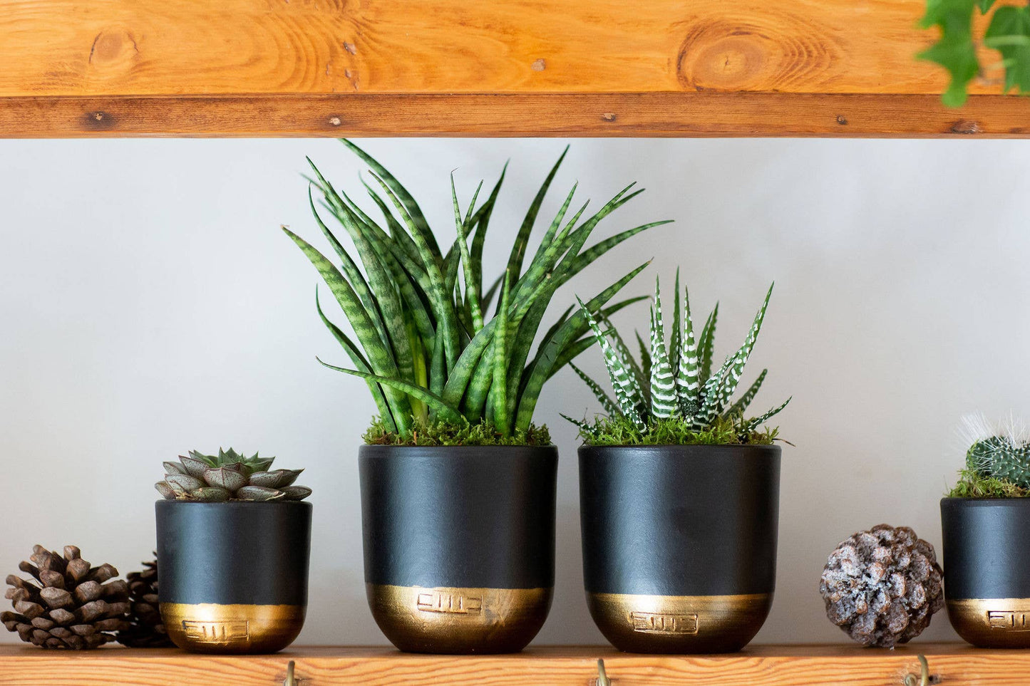 Sansevieria Fernwood Punk: Small I Grey Glazed