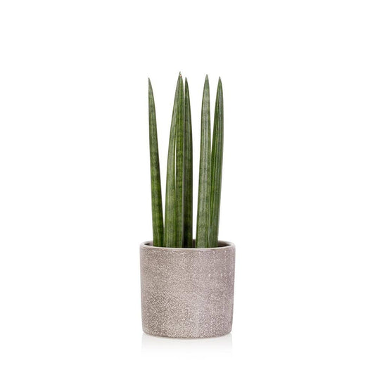 Sansevieria Cylindric I  Grey Textured Pot