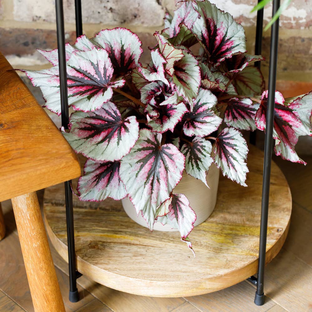 Begonia Beleaf I Almond Stoneware