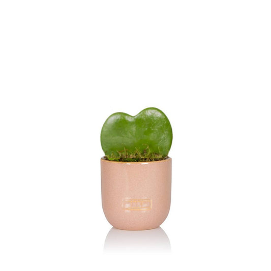 Hoya Kerrii : Mini I Pink Glazed