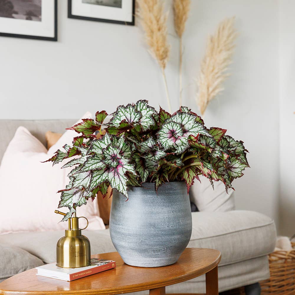 Begonia Beleaf I Almond Stoneware