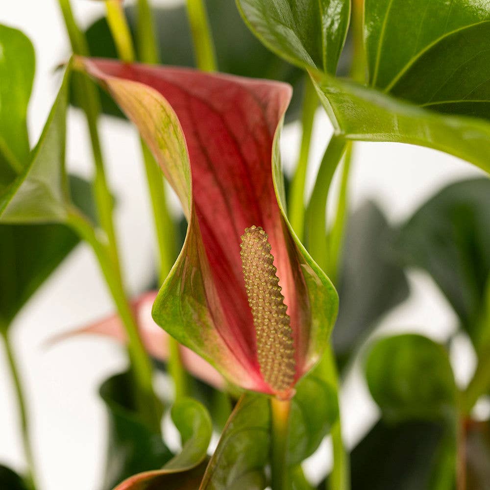 Big Anthurium I Almond Stoneware Planter