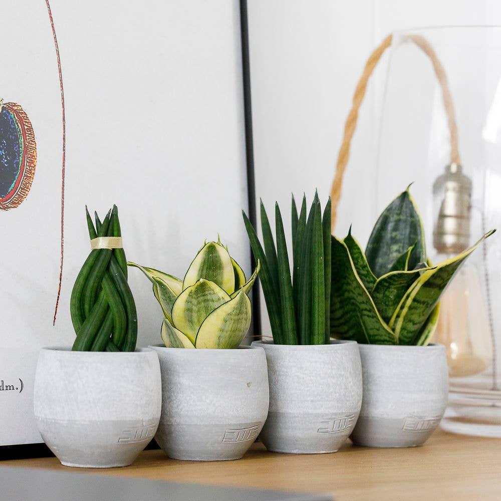 Mini Air Purifying Sansevieria I Concrete Pot