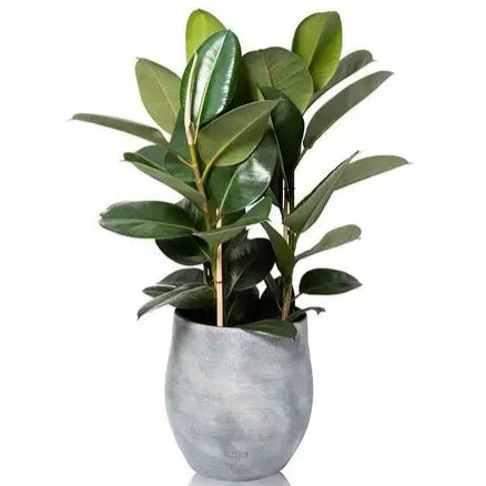 XL Ficus Elastica I Grey Pot