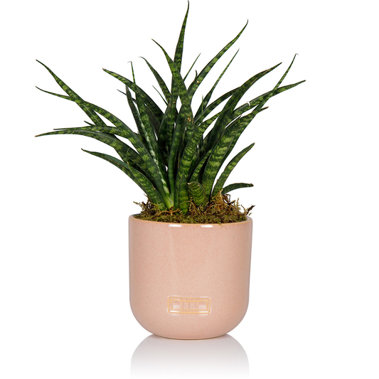 Sansevieria Fernwood Punk: Small I Blush