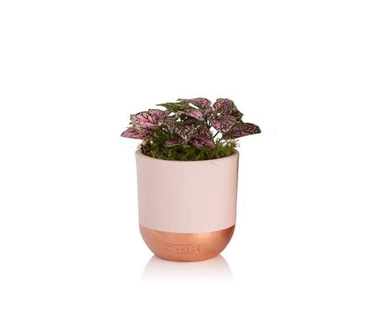 Fittonia I Pink And Copper