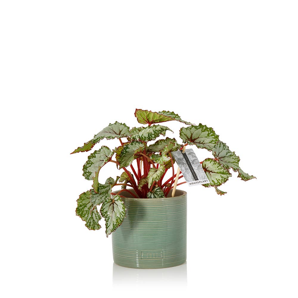 Begonia Beleaf I Almond Stoneware