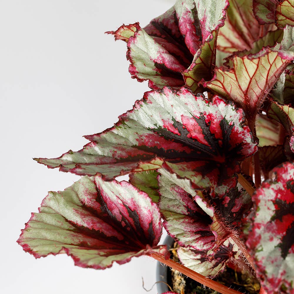 Begonia Beleaf I Almond Stoneware