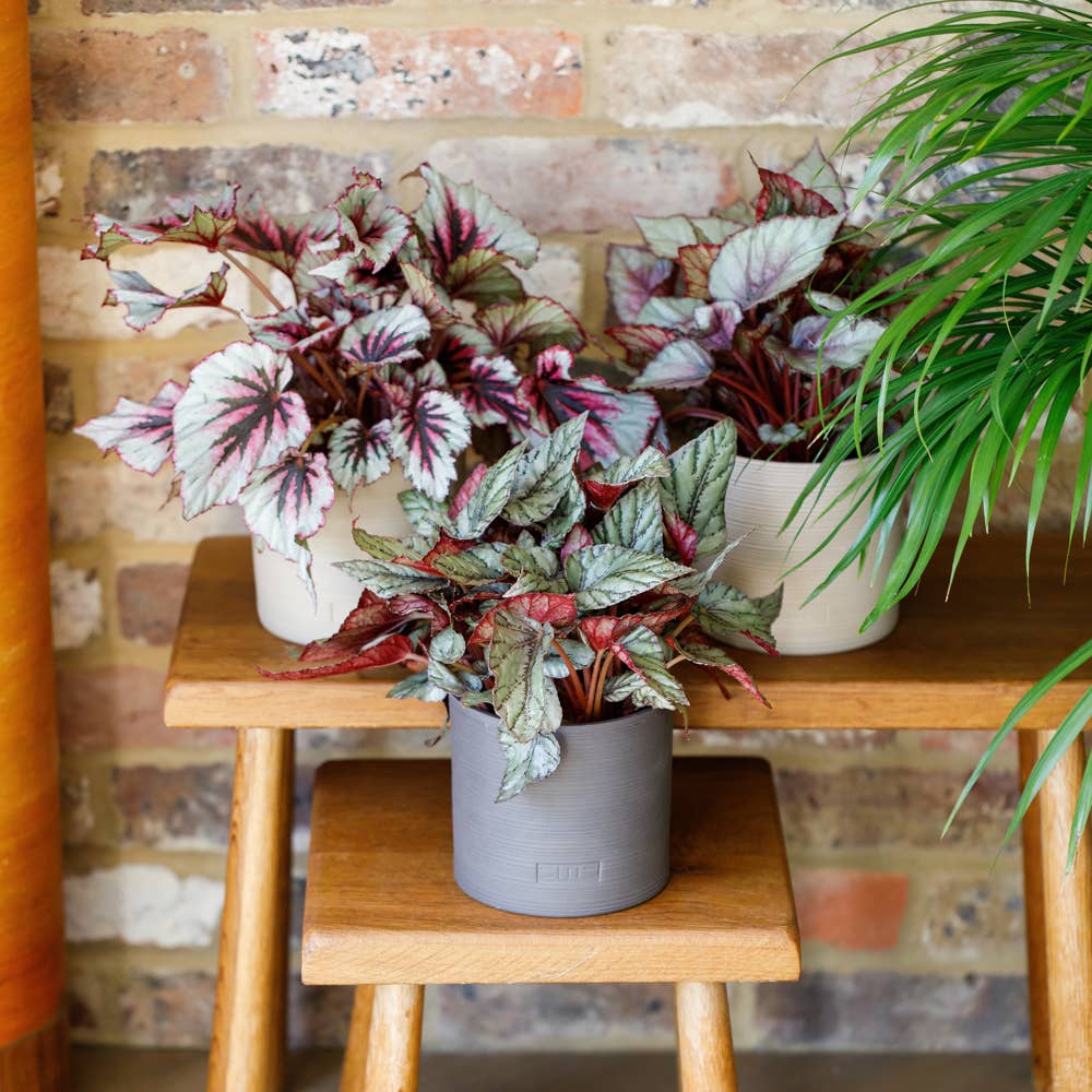 Begonia Beleaf I Almond Stoneware