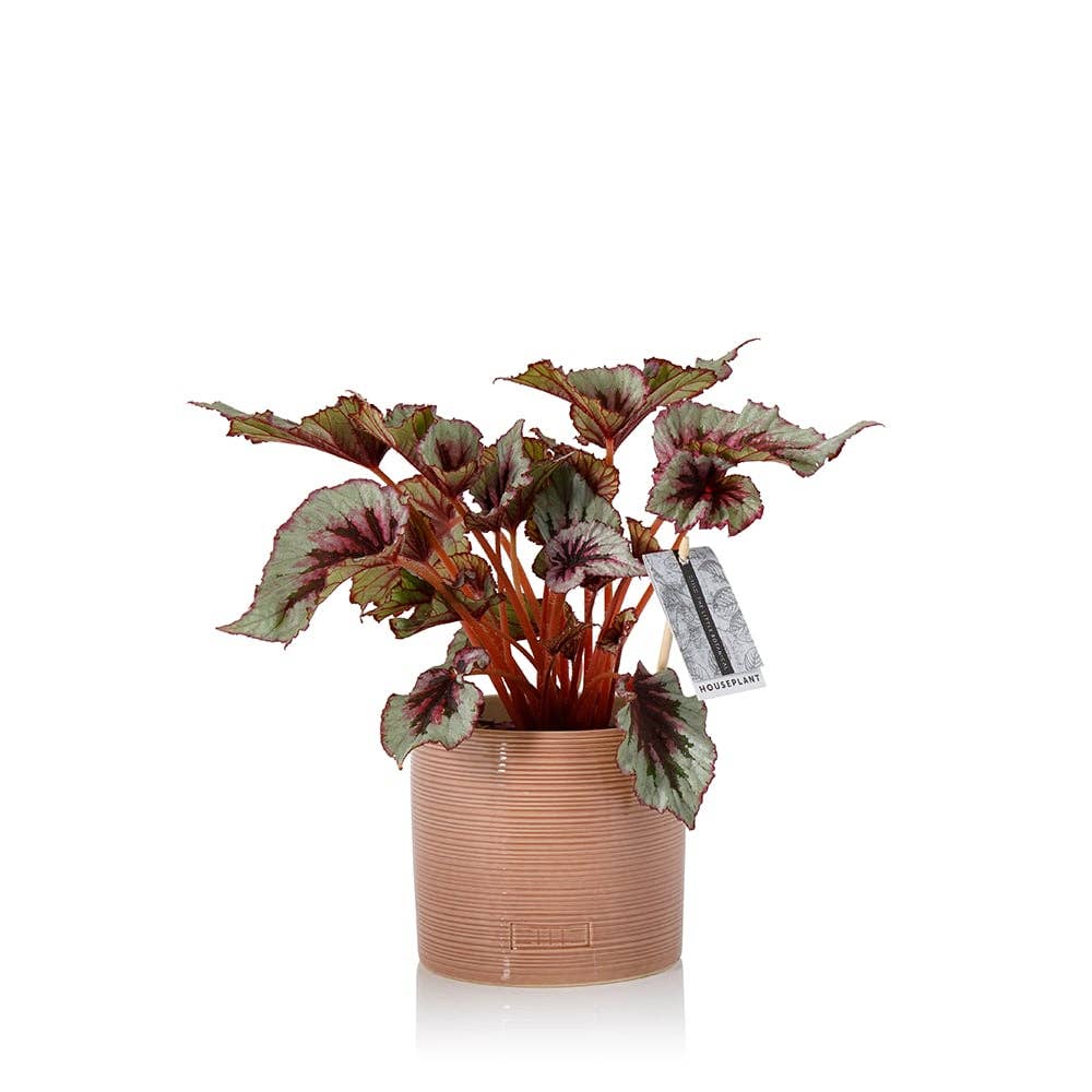 Begonia Beleaf I Almond Stoneware