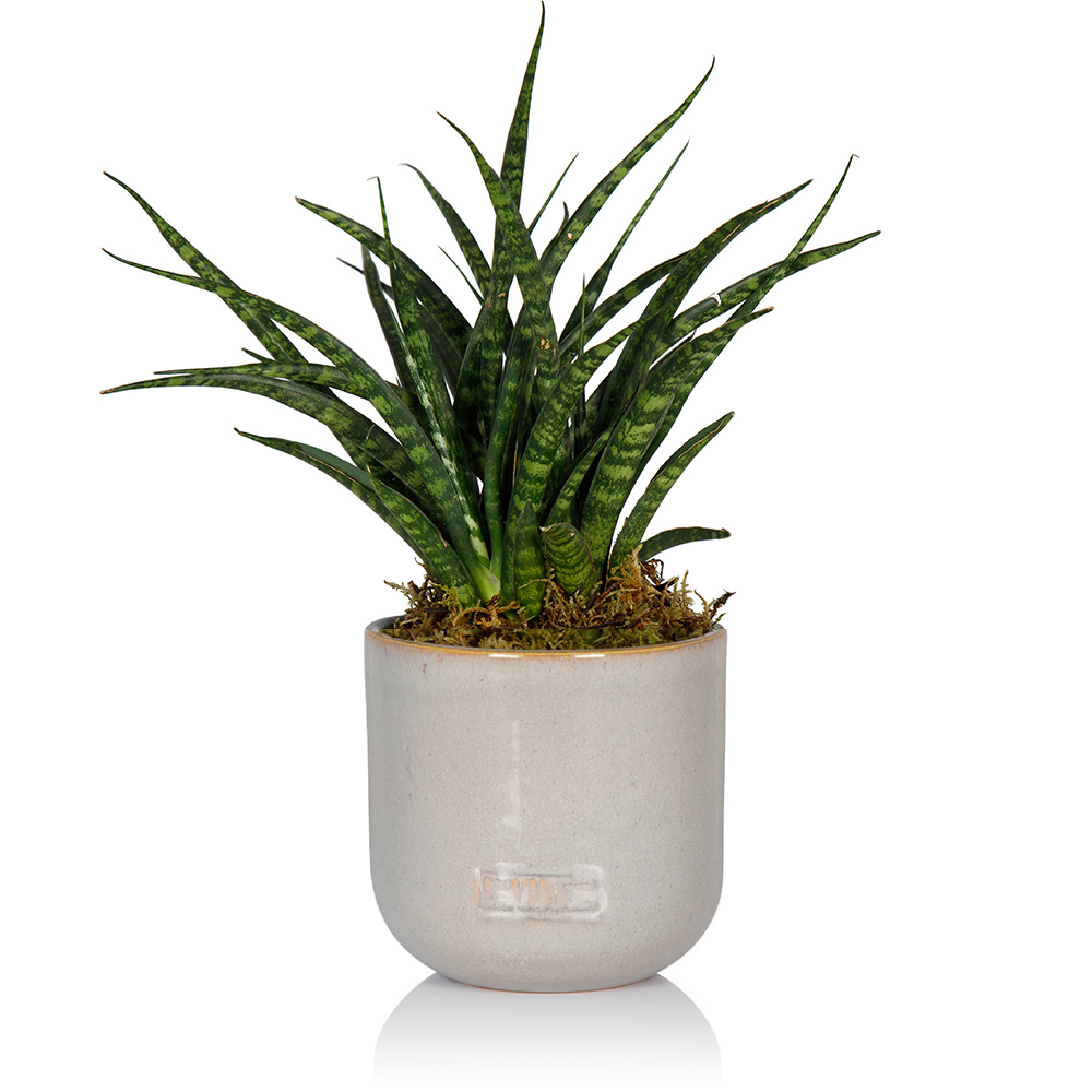 Sansevieria Fernwood Punk: Small I Grey Glazed