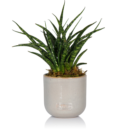 Sansevieria Fernwood Punk: Small I Grey Glazed