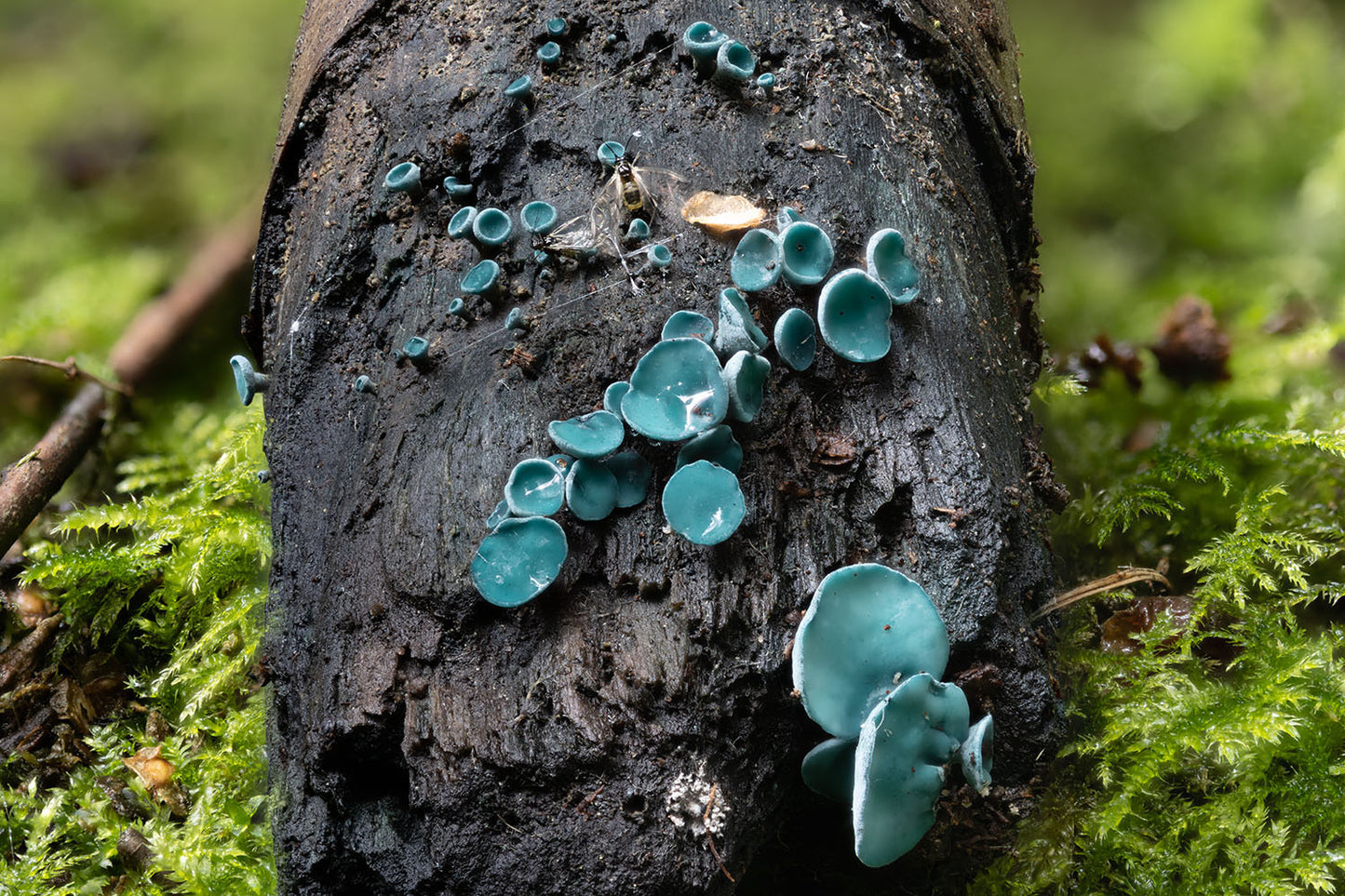 Fascinating World of Fungi