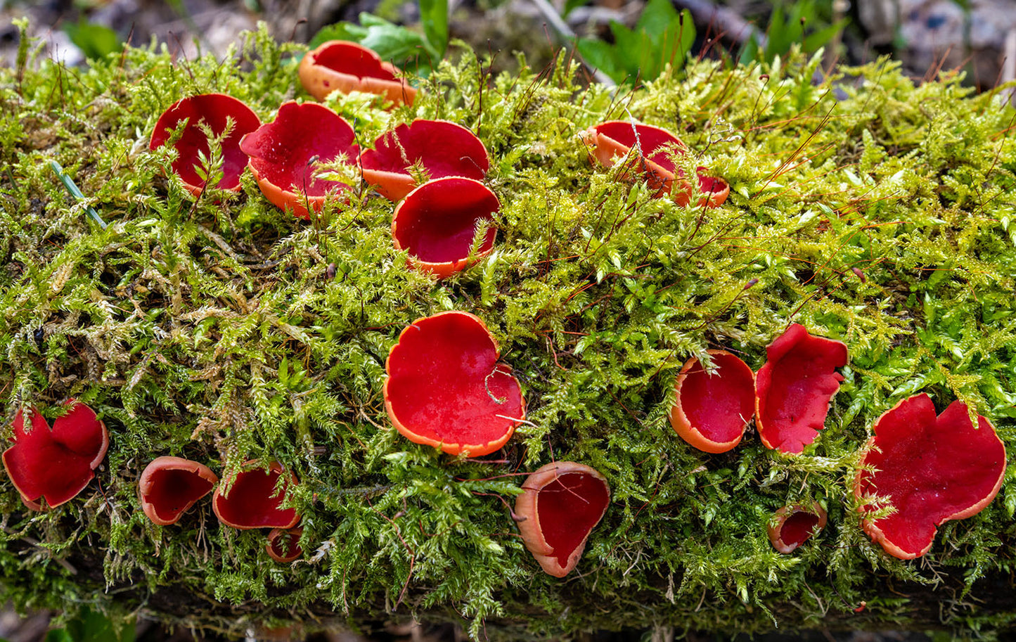 Fascinating World of Fungi