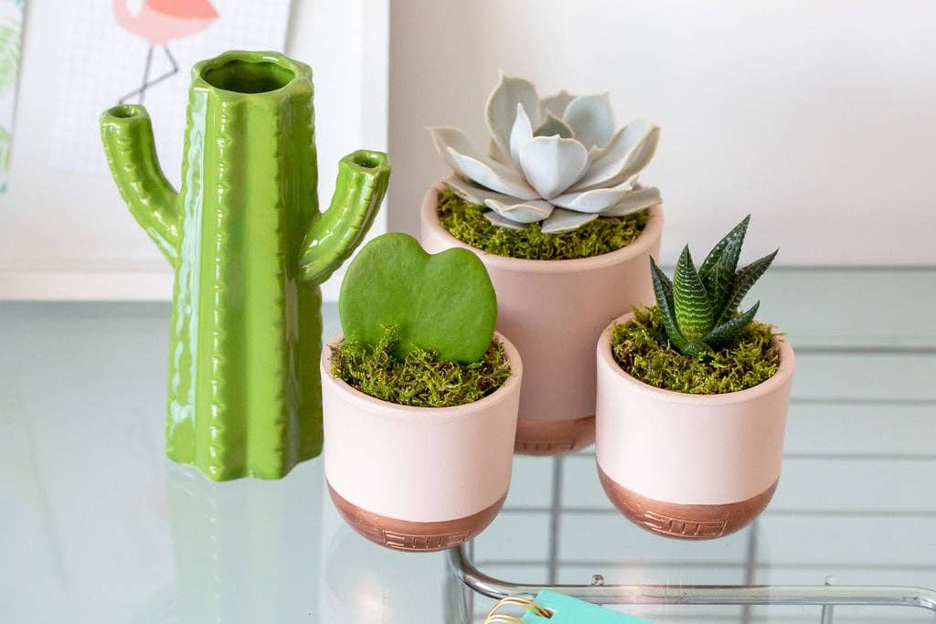 Hoya Kerrii: Mini  I Pink + Copper