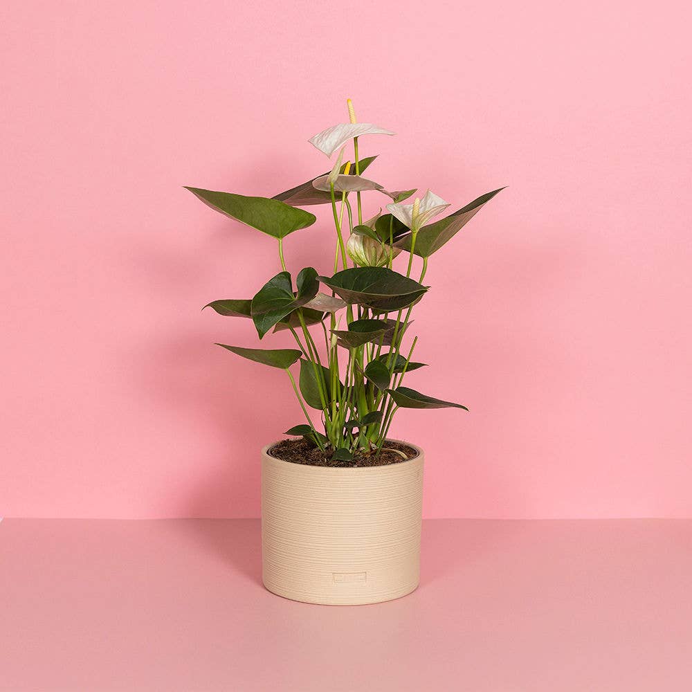 Big Anthurium I Almond Stoneware Planter