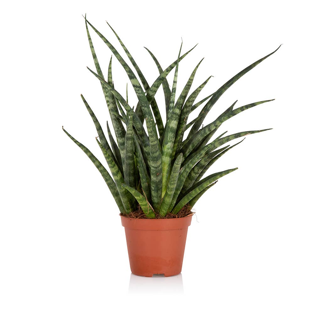 Sansevieria Fernwood Punk: Small I Grey Glazed