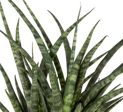 Sansevieria Fernwood Punk: Small I Grey Glazed