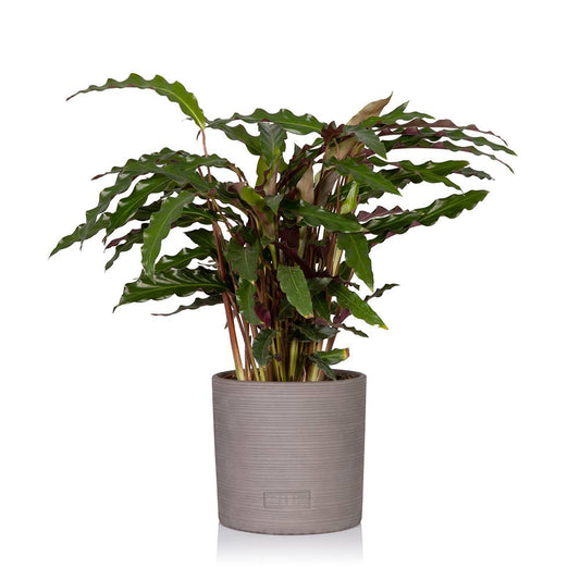 Calathea Elgergrass Medium I Charcoal Grey Stoneware