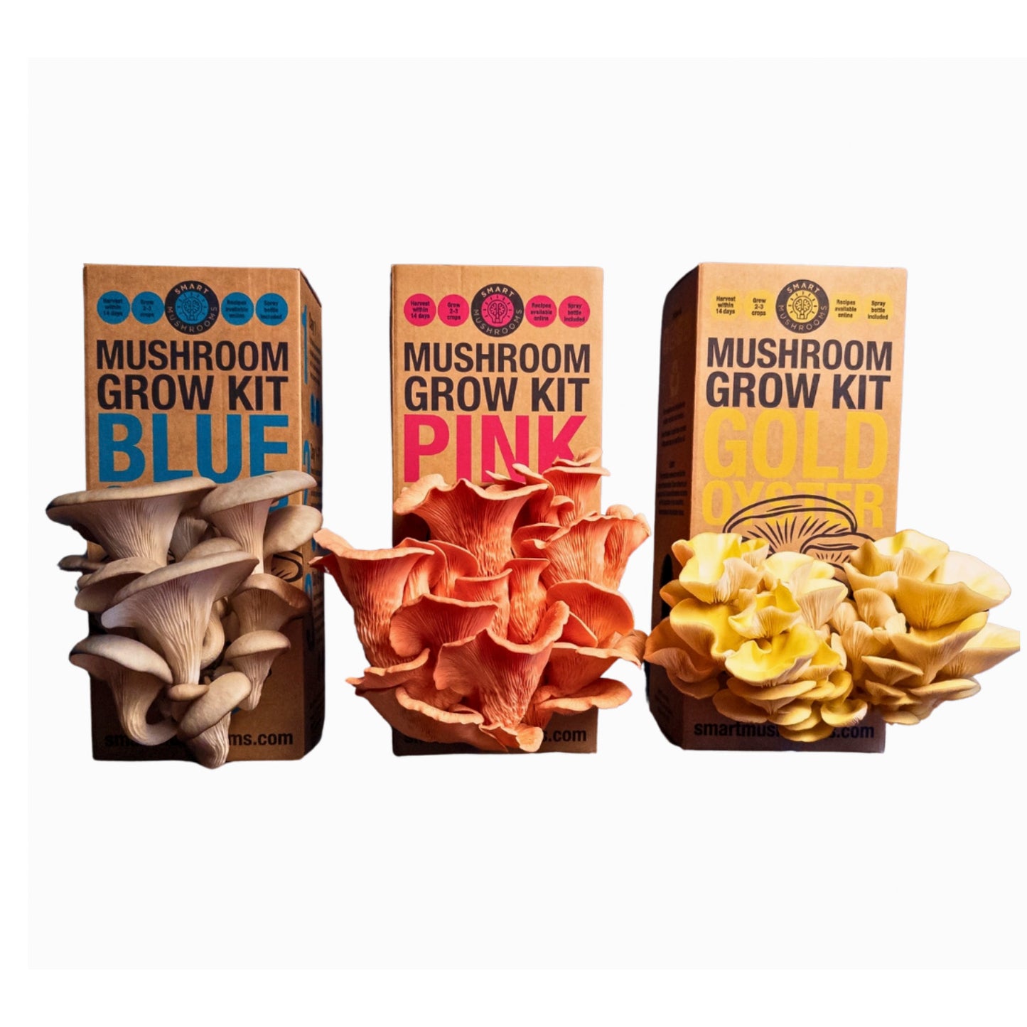 Oyster Mushroom Grow Kit