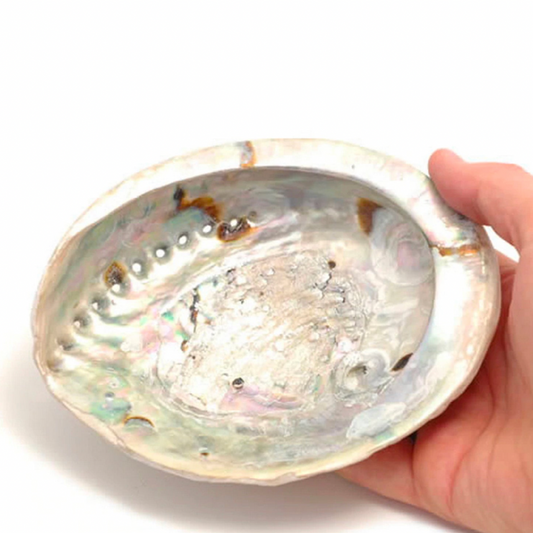 Abalone Shell Large