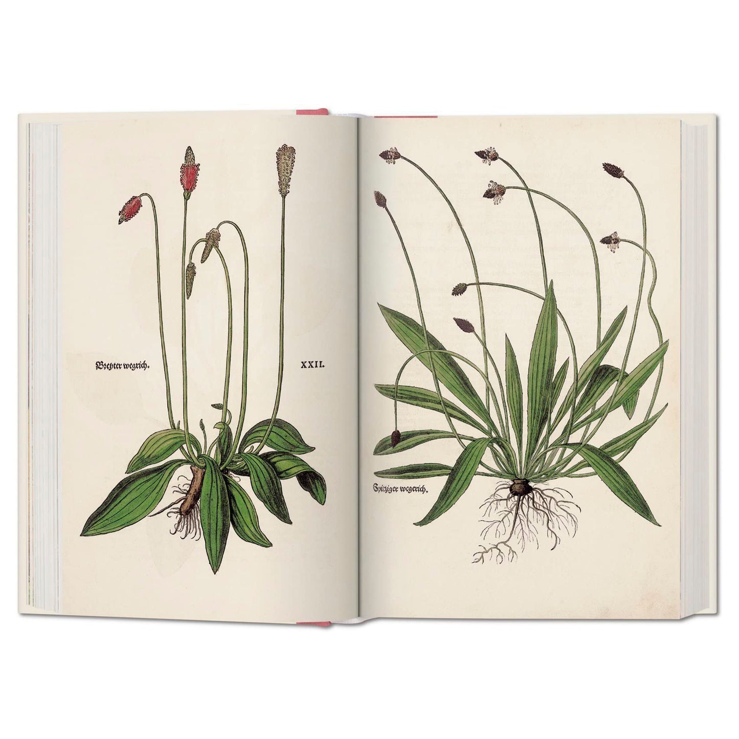 Leonhart Fuchs: The New Herbal XL I Taschen