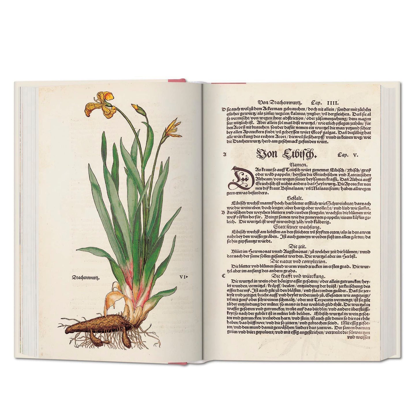 Leonhart Fuchs: The New Herbal XL I Taschen